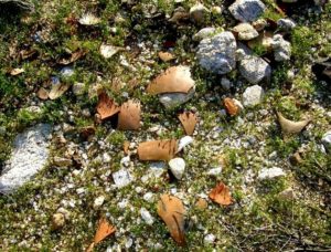 Pot sherd drop