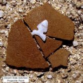 Projectile point and pottery sherds